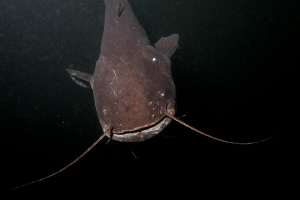 catfish who laughed at me :) :) by Veronika Matějková 